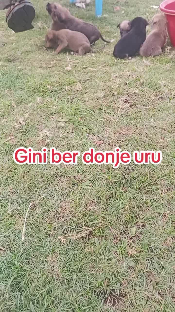 @❣️Nyaringa❤️