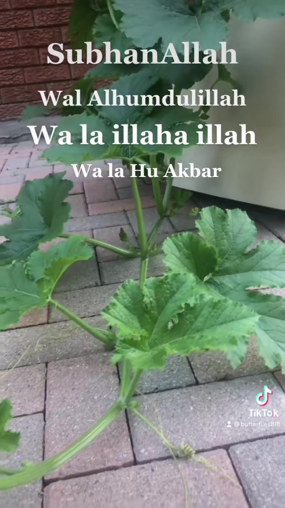@786ami786