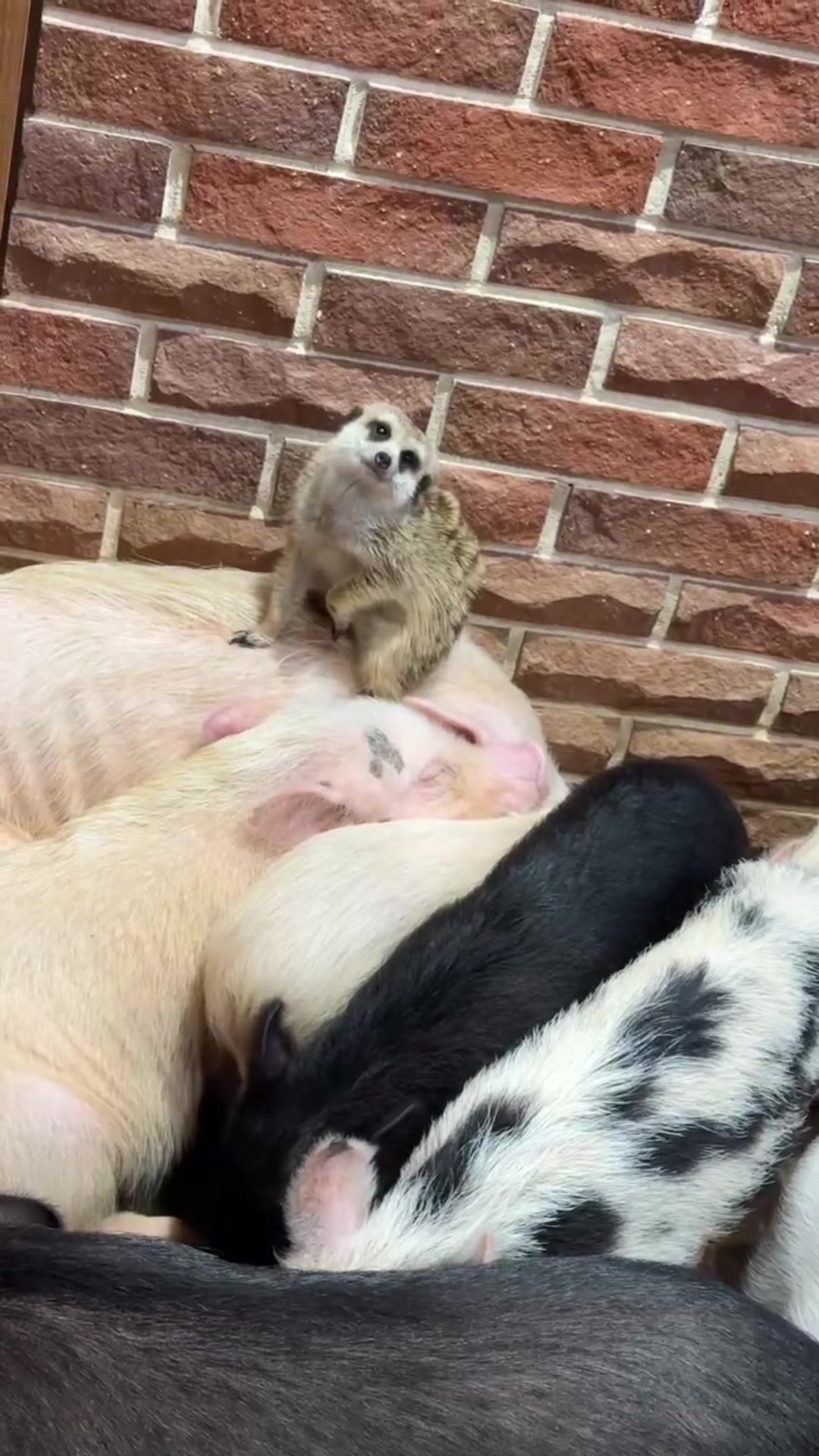 @pignic