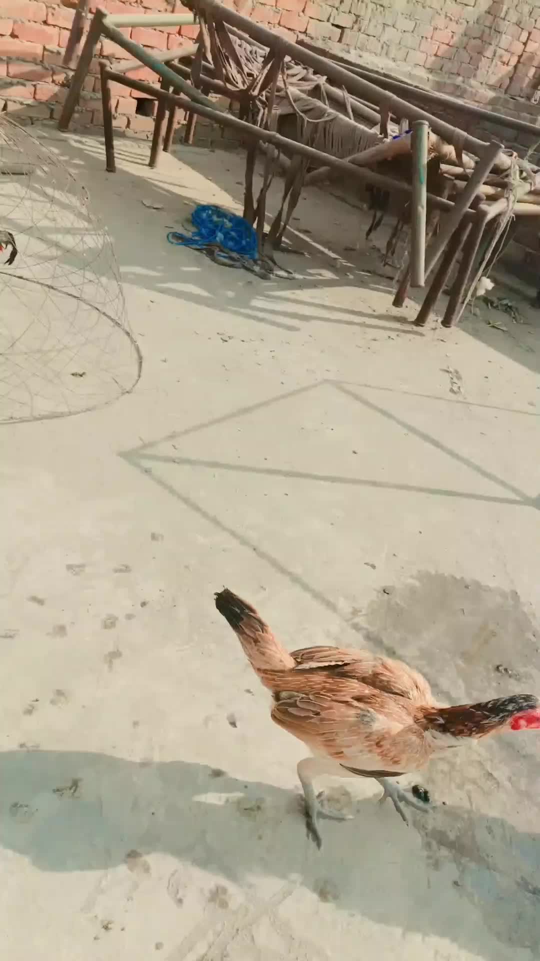 @Royal birds