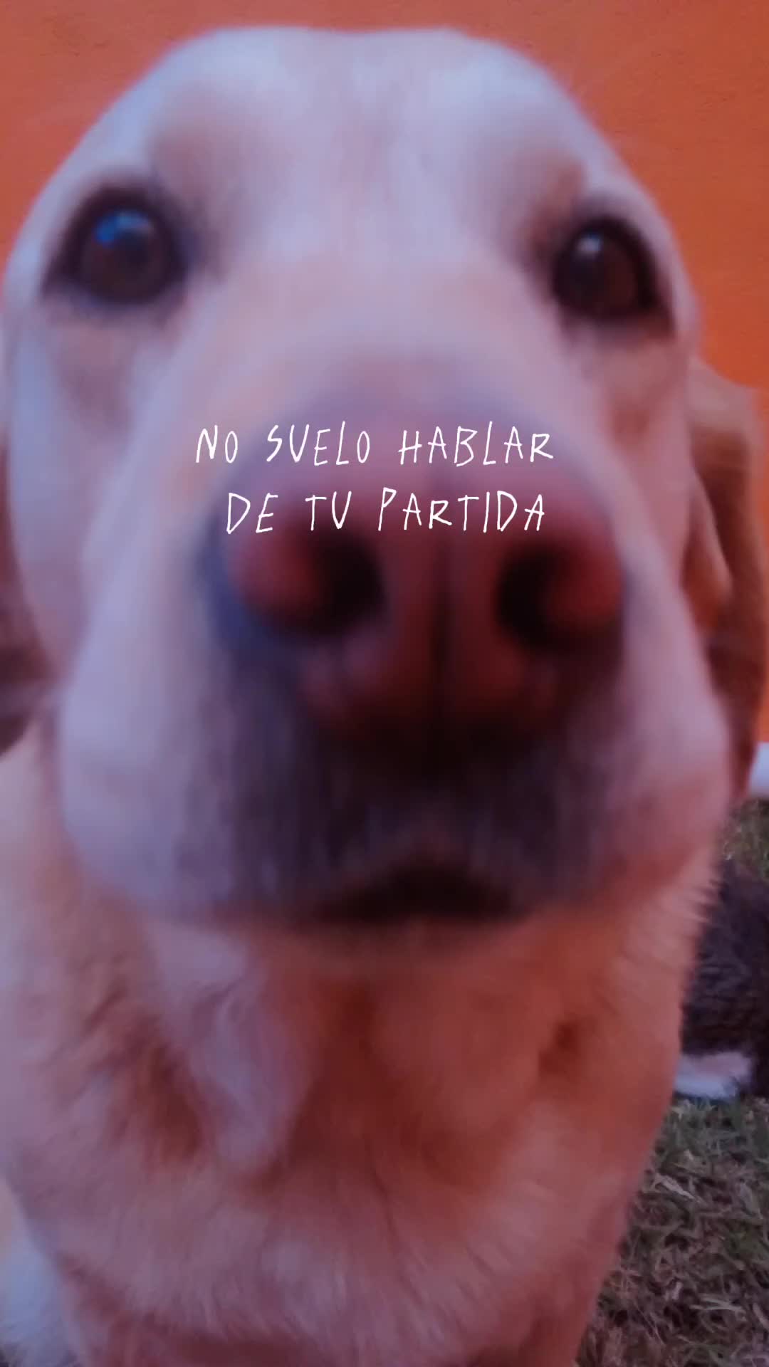 @❣️₩endyEcari☆♡🥦🍒🍉🧿🐱🐶❣️