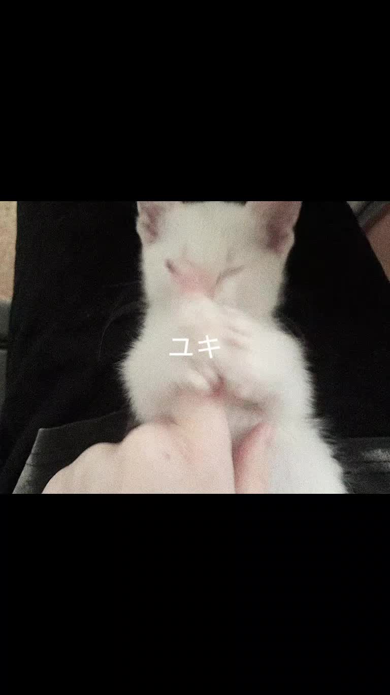@панхолик