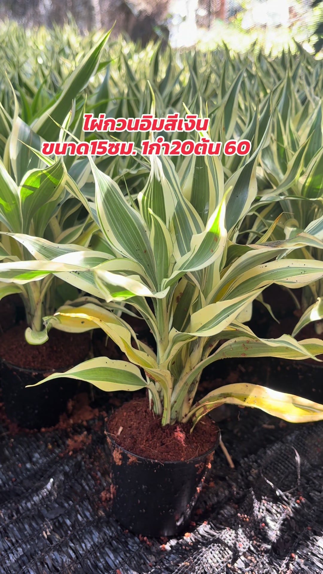 @ไผ่กวนอิมใส่โหลปลากัด