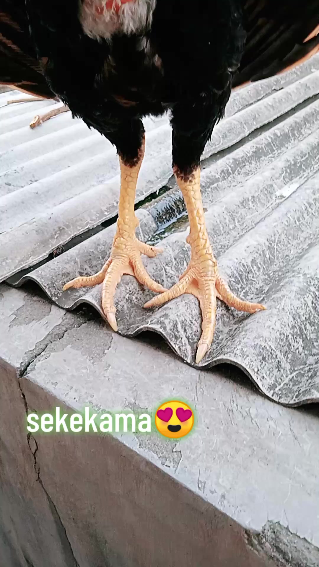 @bebek nyungsep