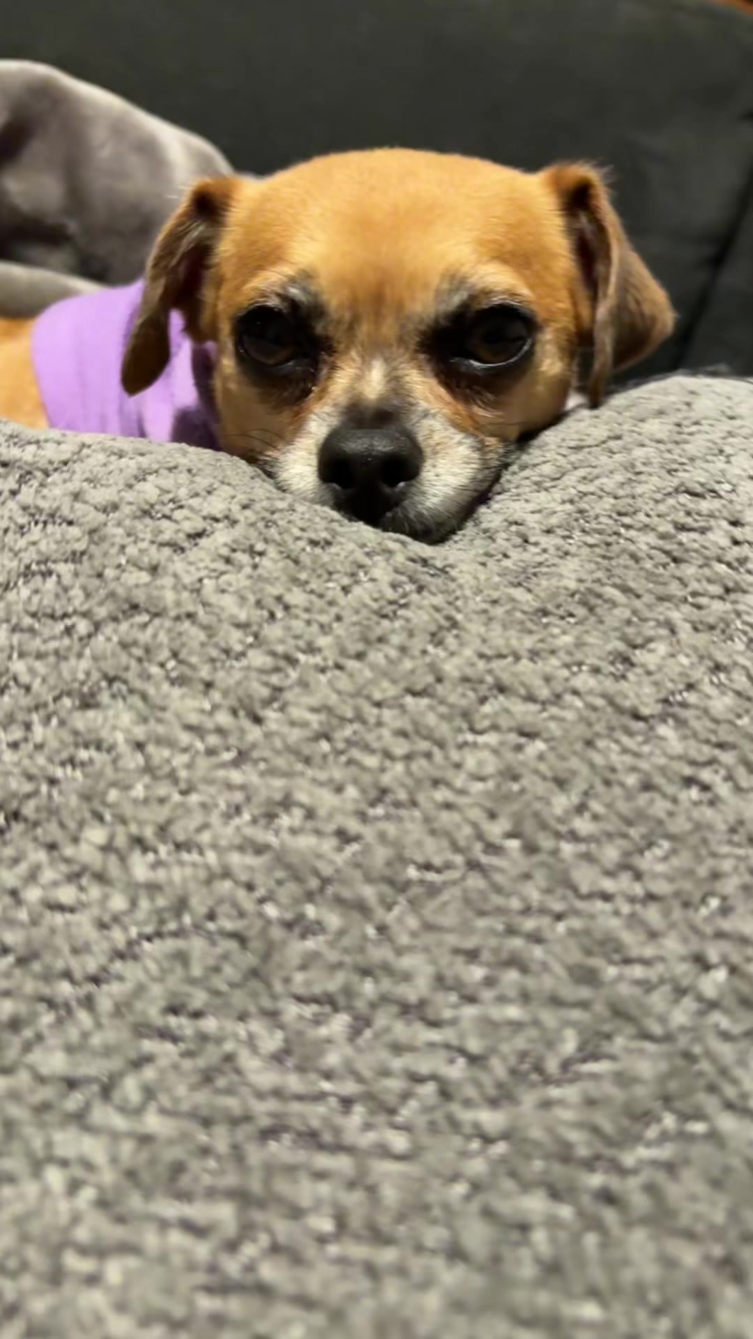 @ThePawfectDuo