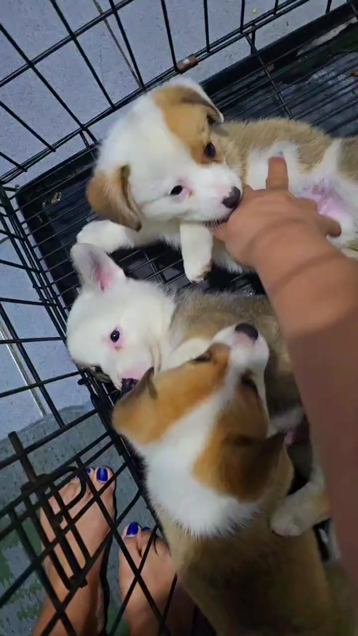 @Lavanya Kennel
