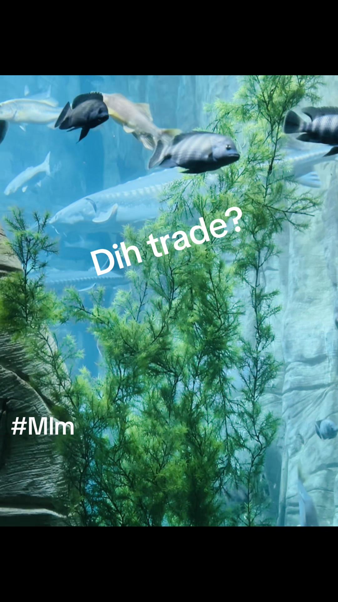 @Mlm trade 41🔃