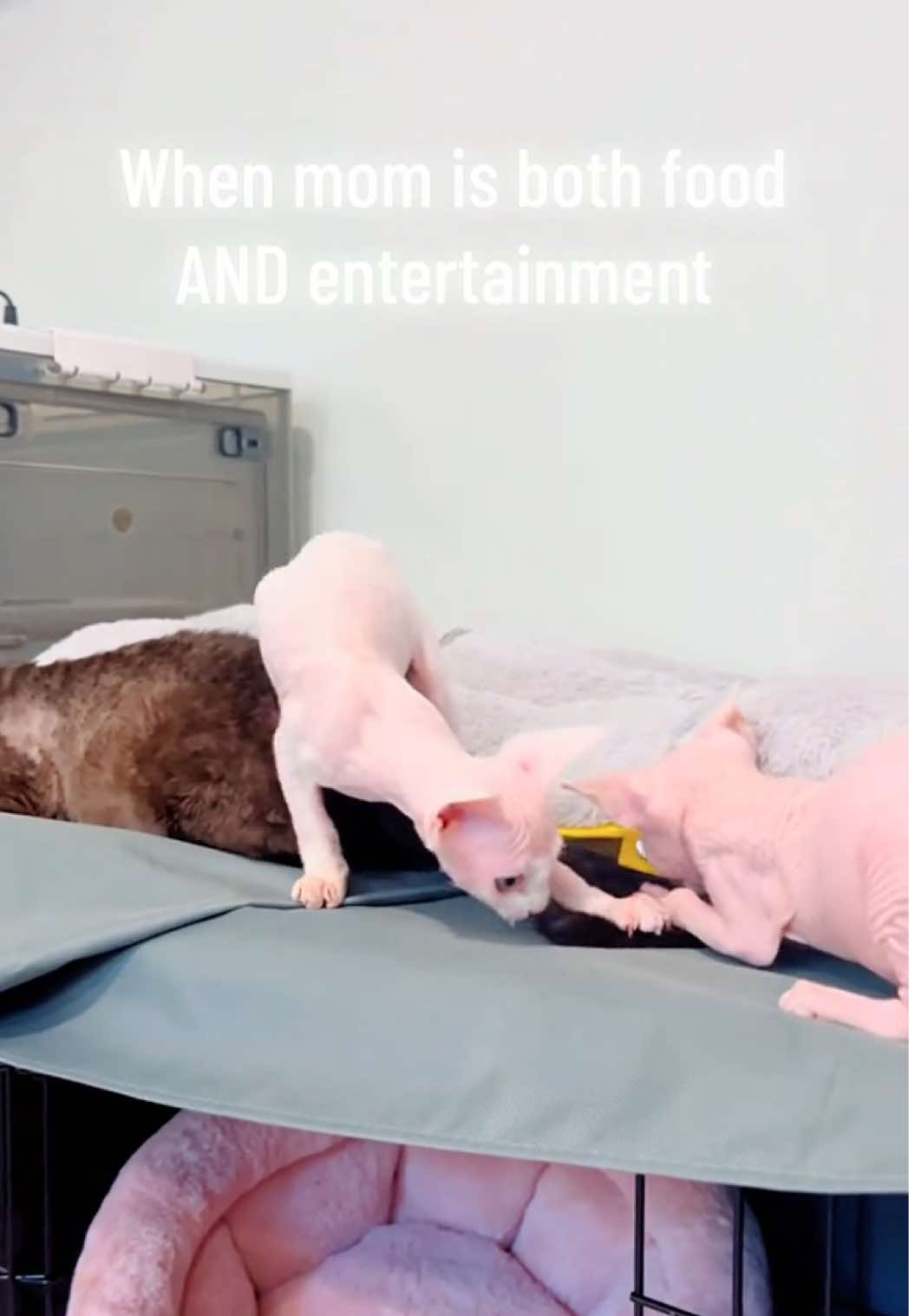 @Boba’s Buds Minskin Cats