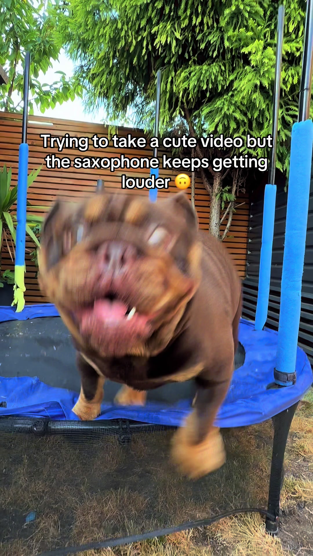 @Vinnie Bulldog