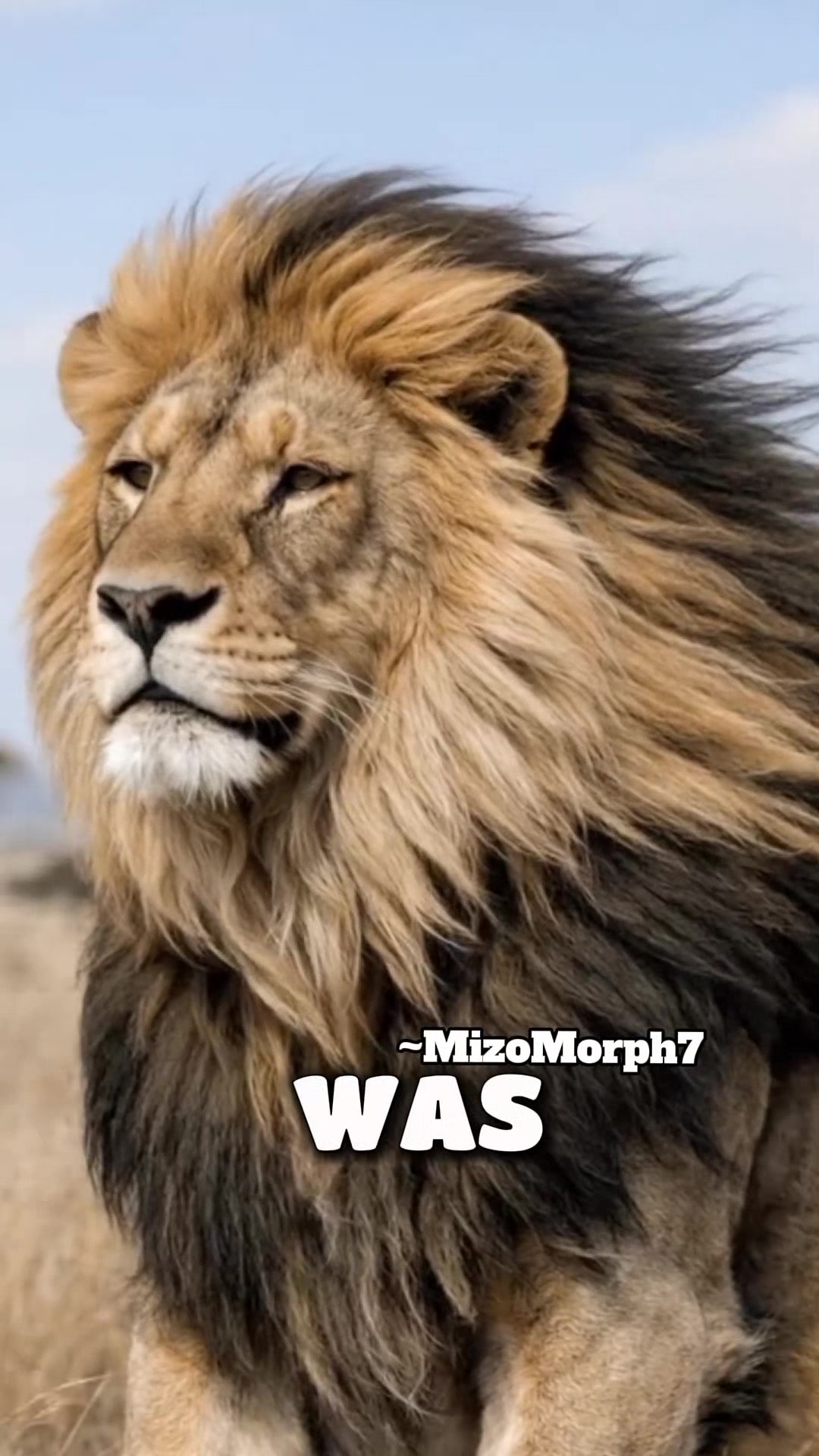 @MizoMorph7