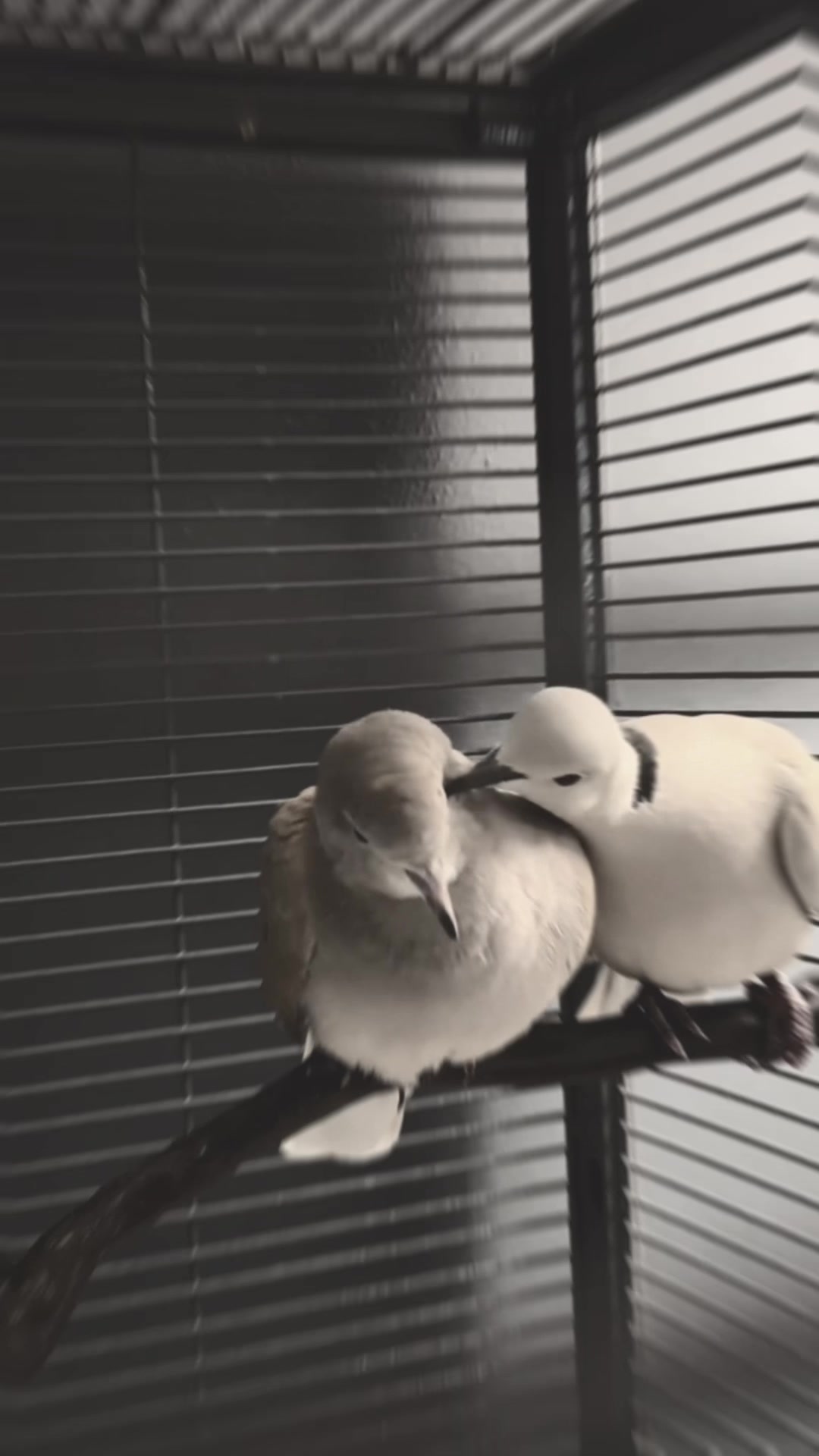 @auraful_animals