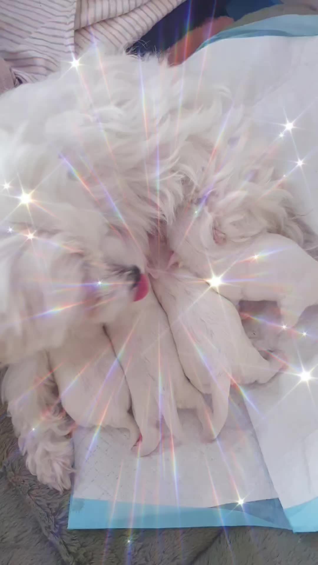 @꧁𝕴nes ꧂