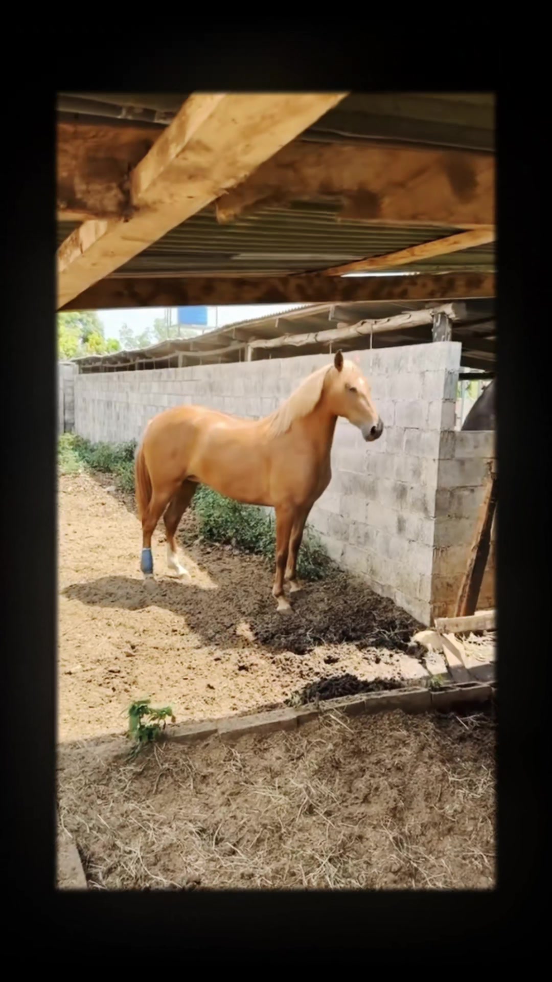 @danihorses2