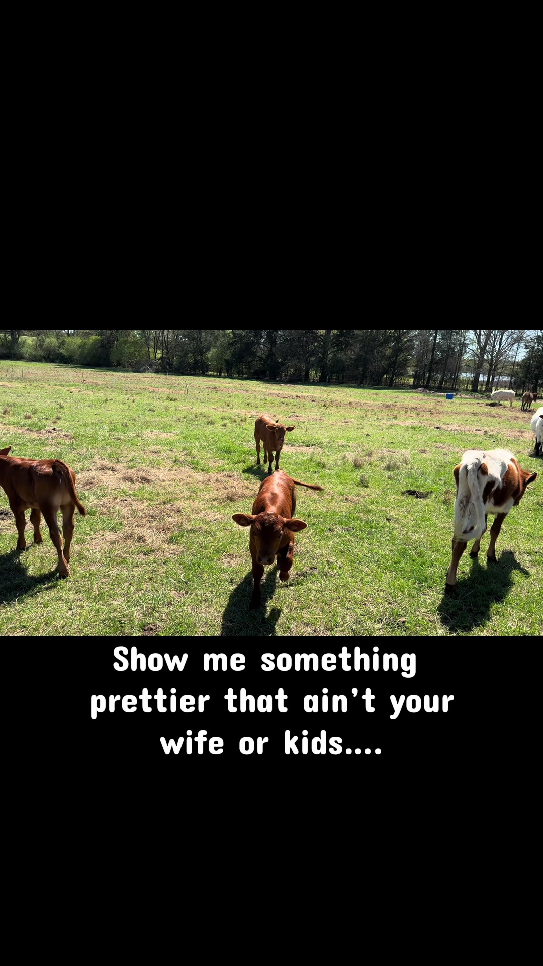 @Flat Rock Cattle Co