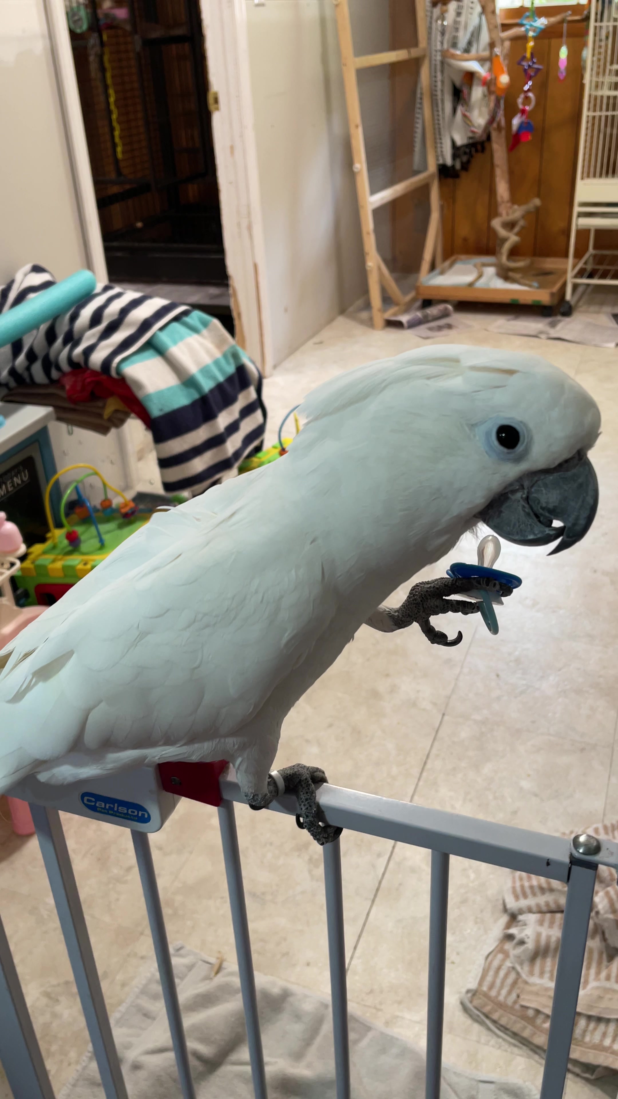 @Buster the cockatoo