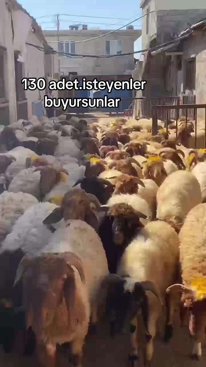 @Ahmet S&ouml;nmez