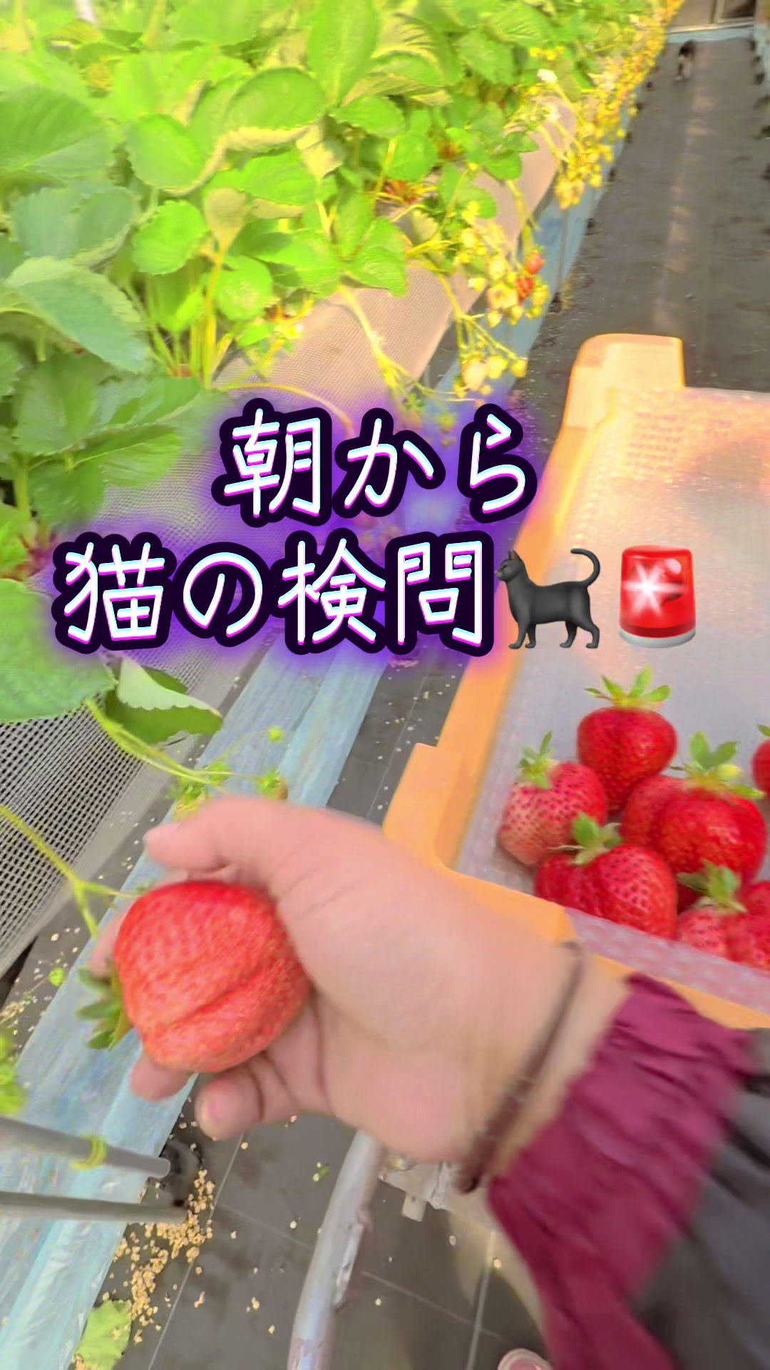 @JUN🍓👑農家のオバタン