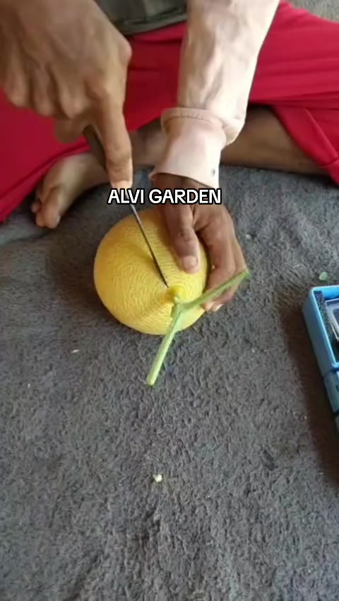 @Alvi Garden
