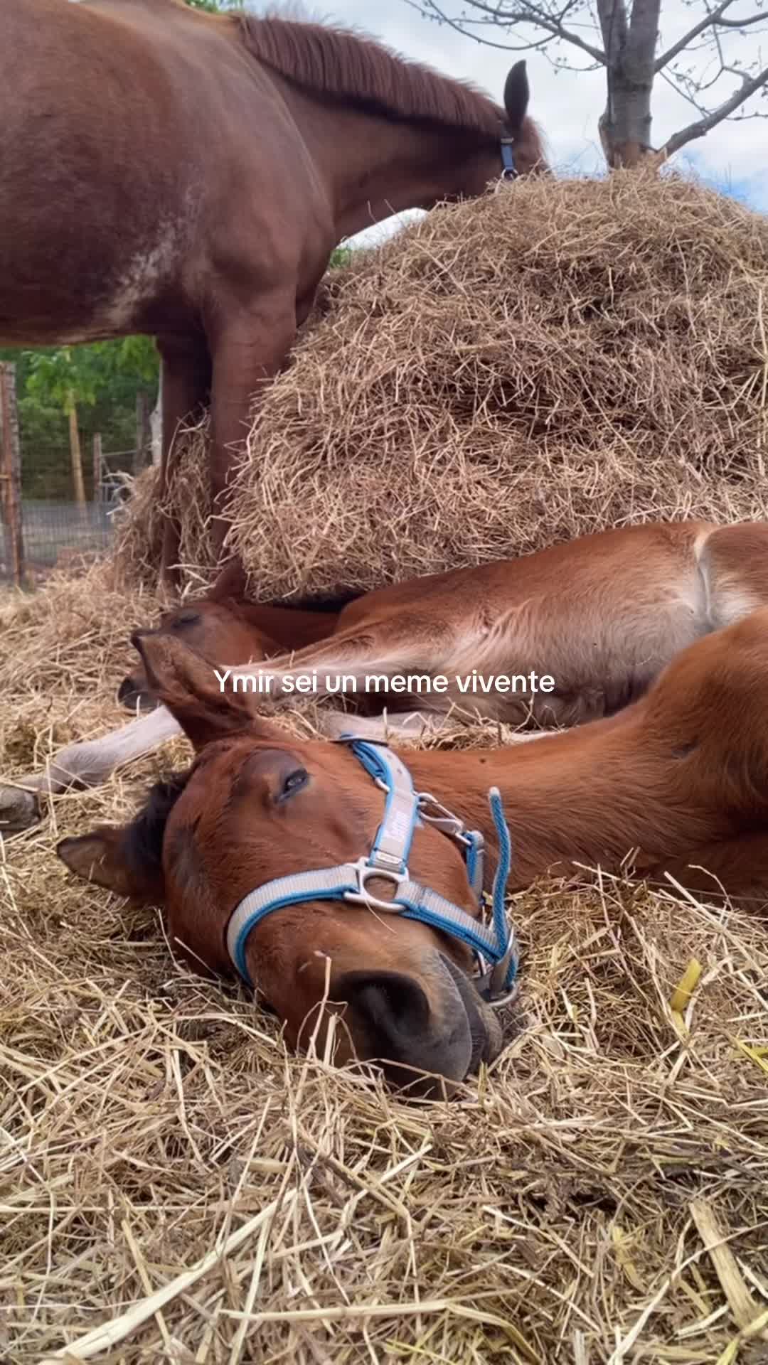 @equestrian_ale