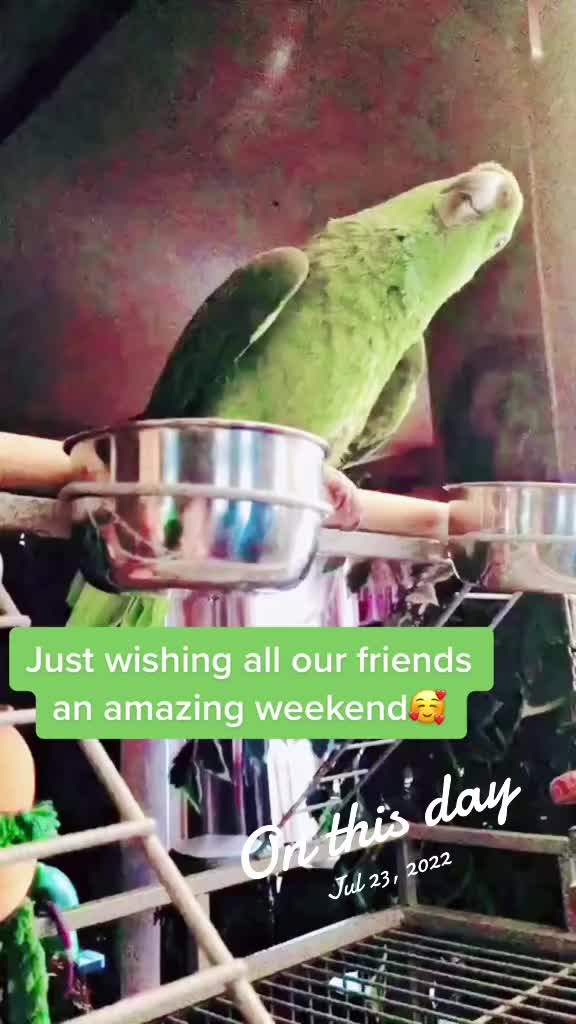 @CrystalParrot🦜💜🦜🍪🍨