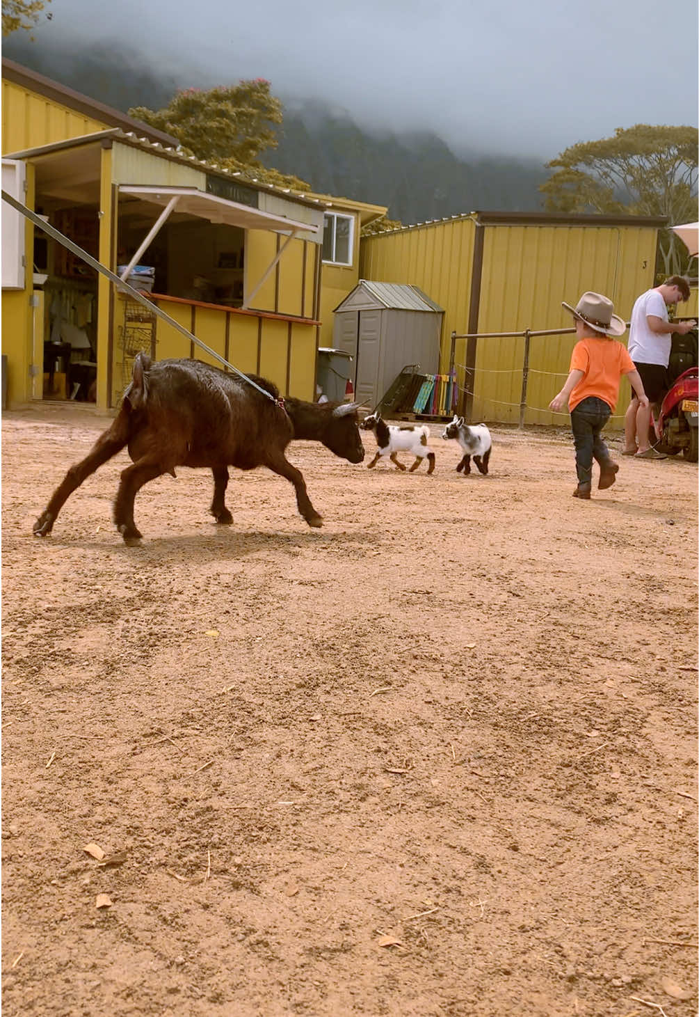 @Alohagoatyoga