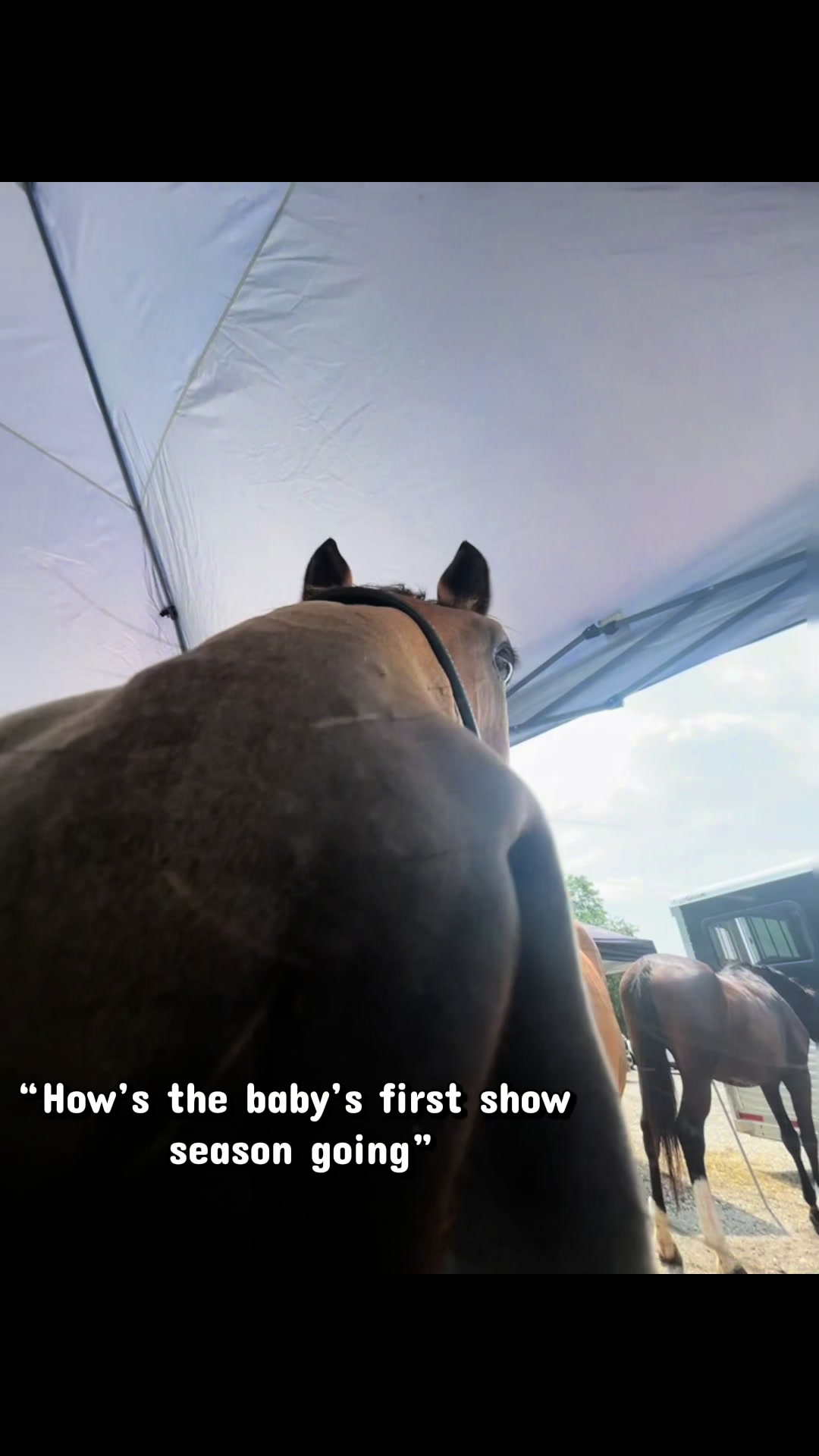 @Aftyn 🐎