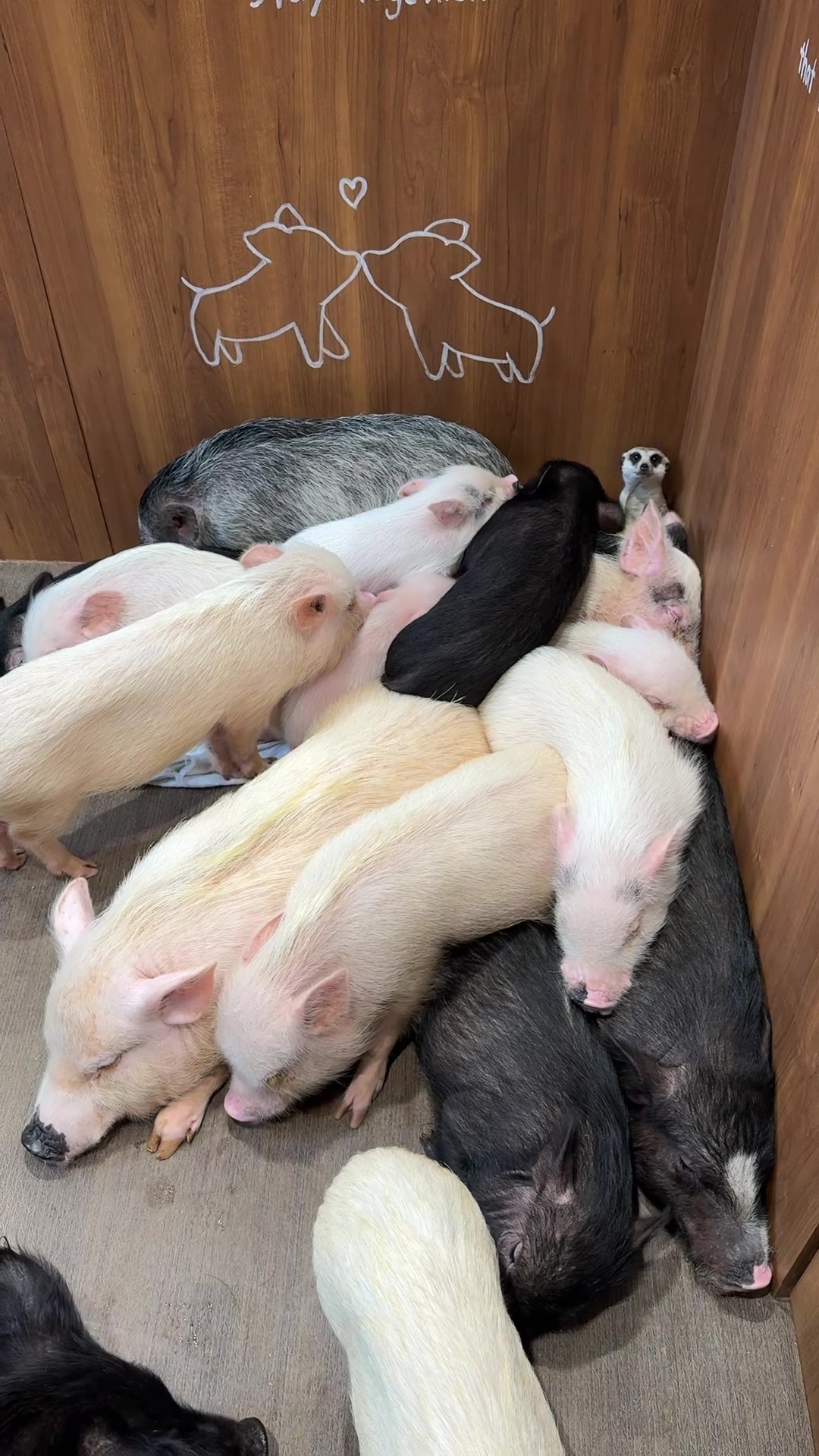 @pignic