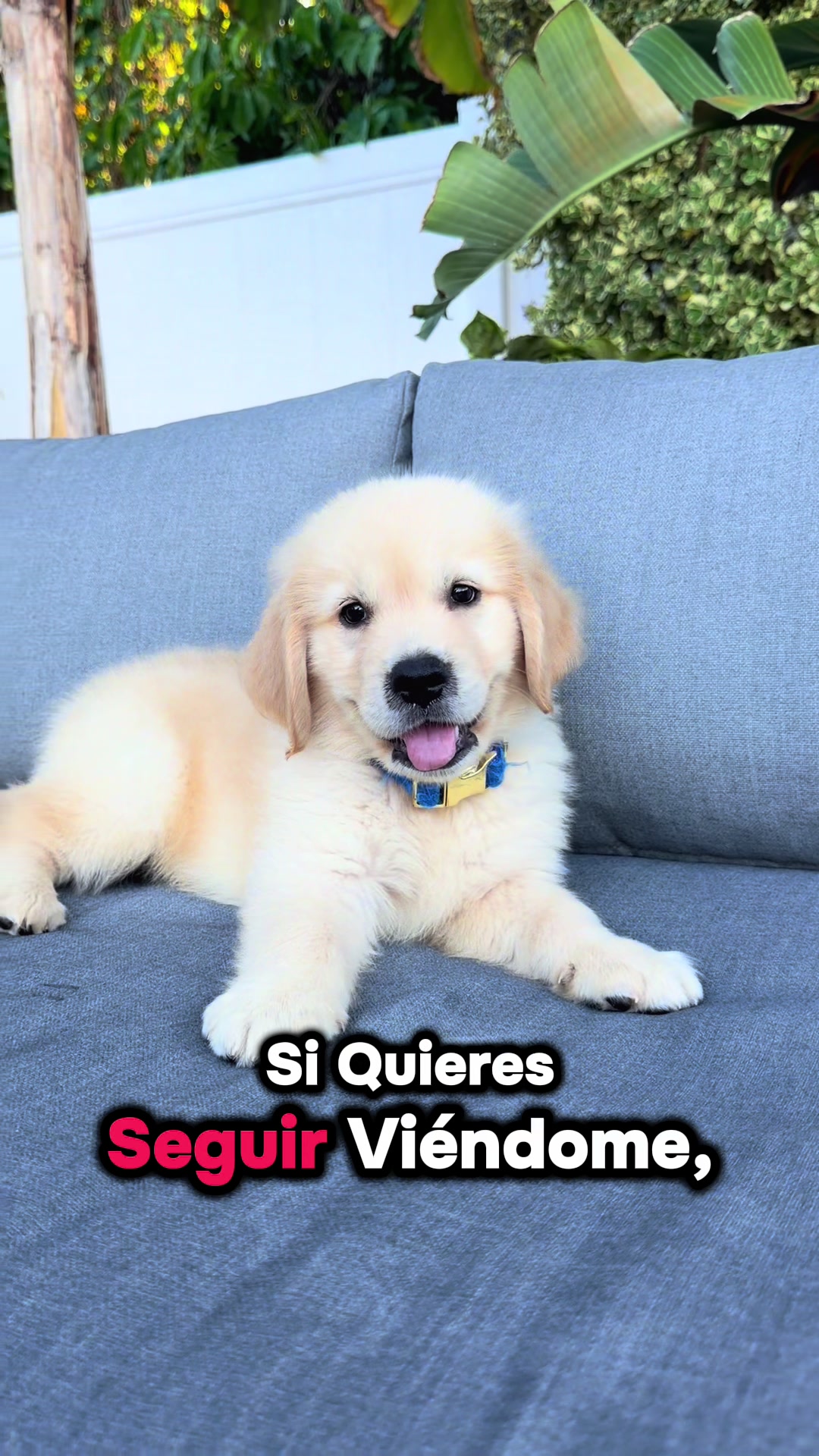 @thepawsisterspr