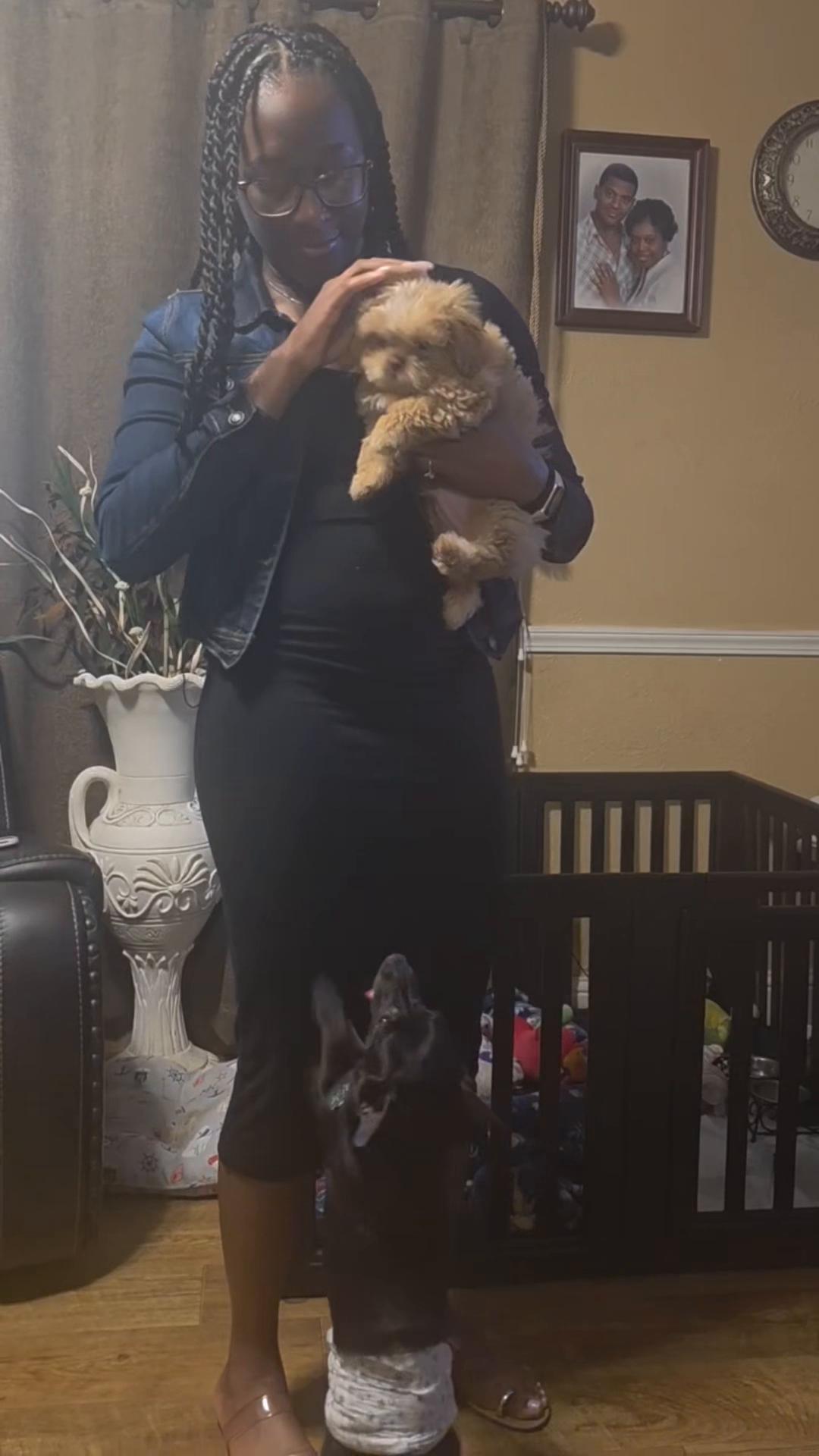 @Blackjack_Chihuahua