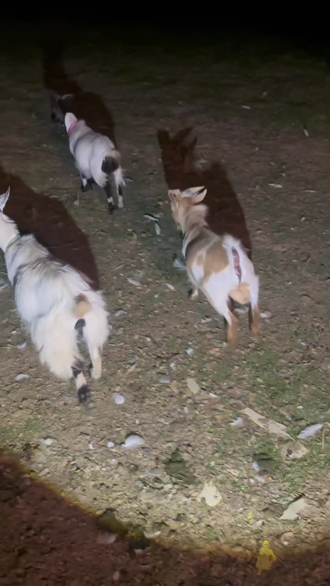 @Mindy | Pretend Farmer