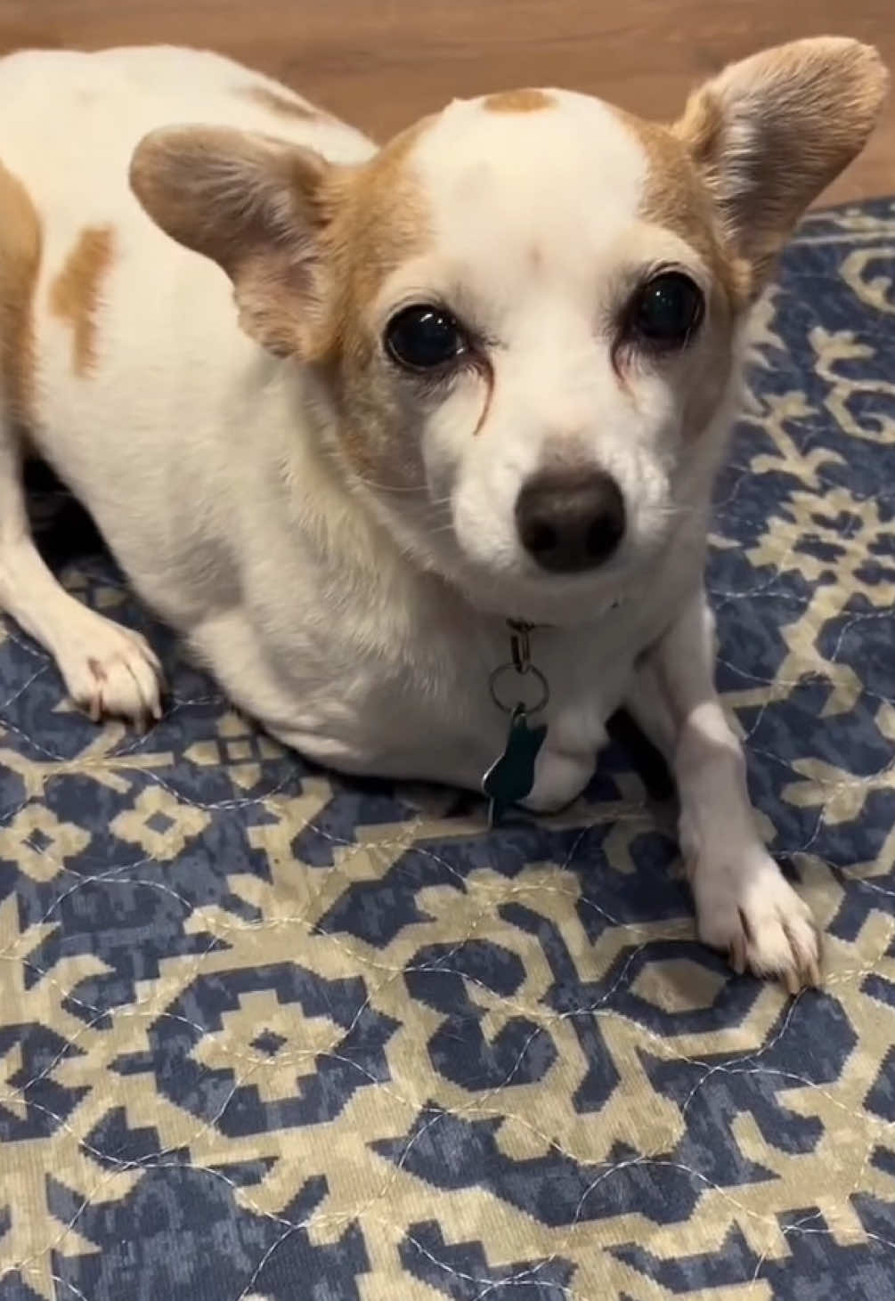 @Lovewag Pets