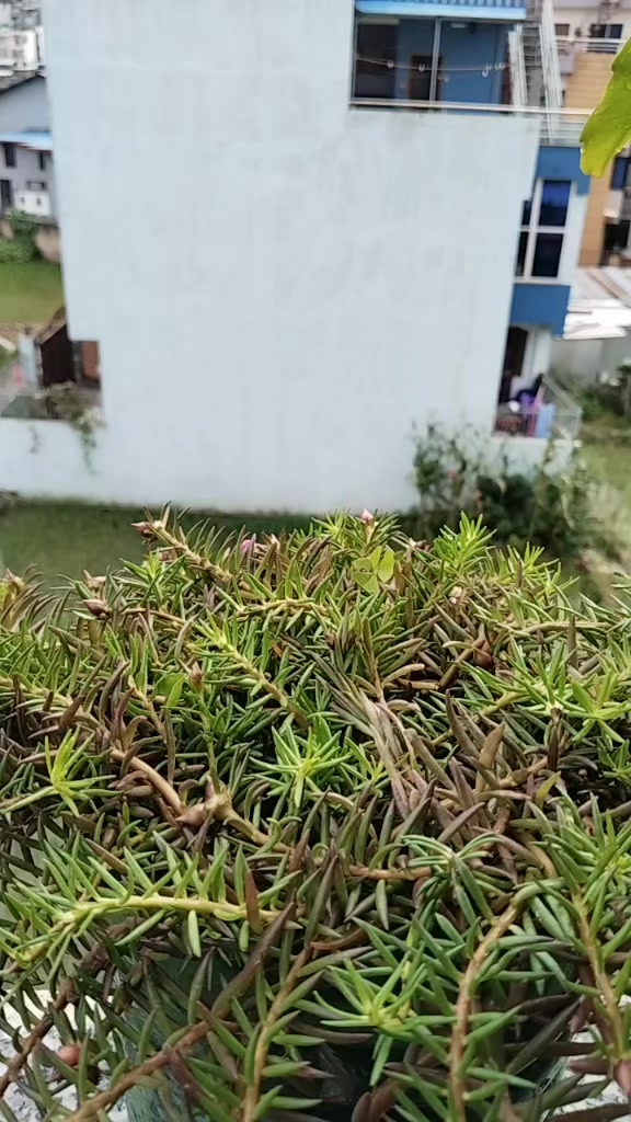 @Kanchana