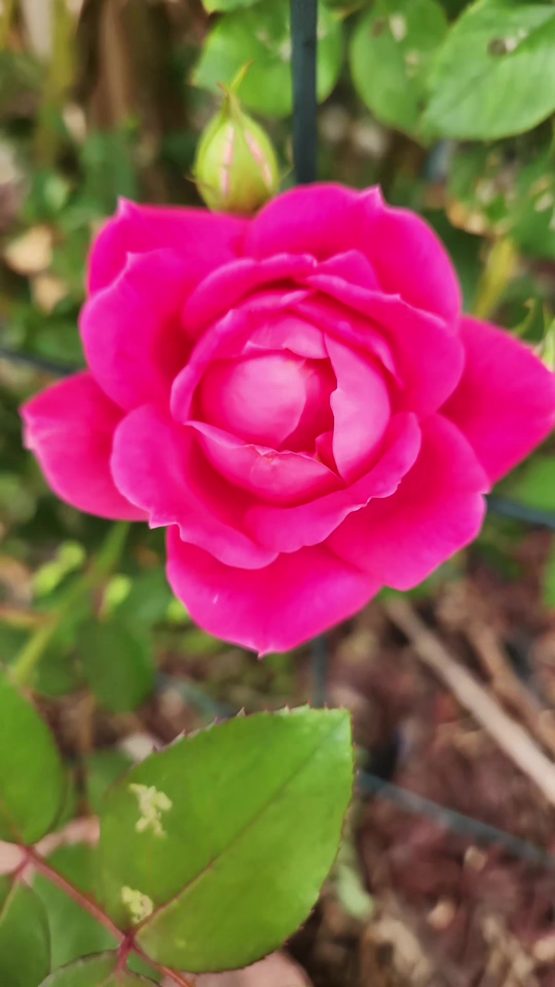 @🌺✨️Aide✨️🌺