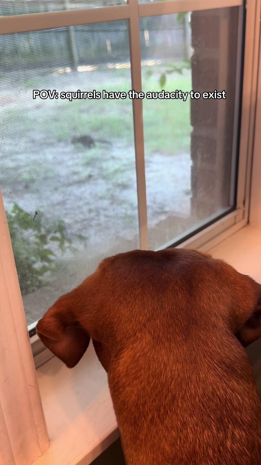 @Tycho the vizsla