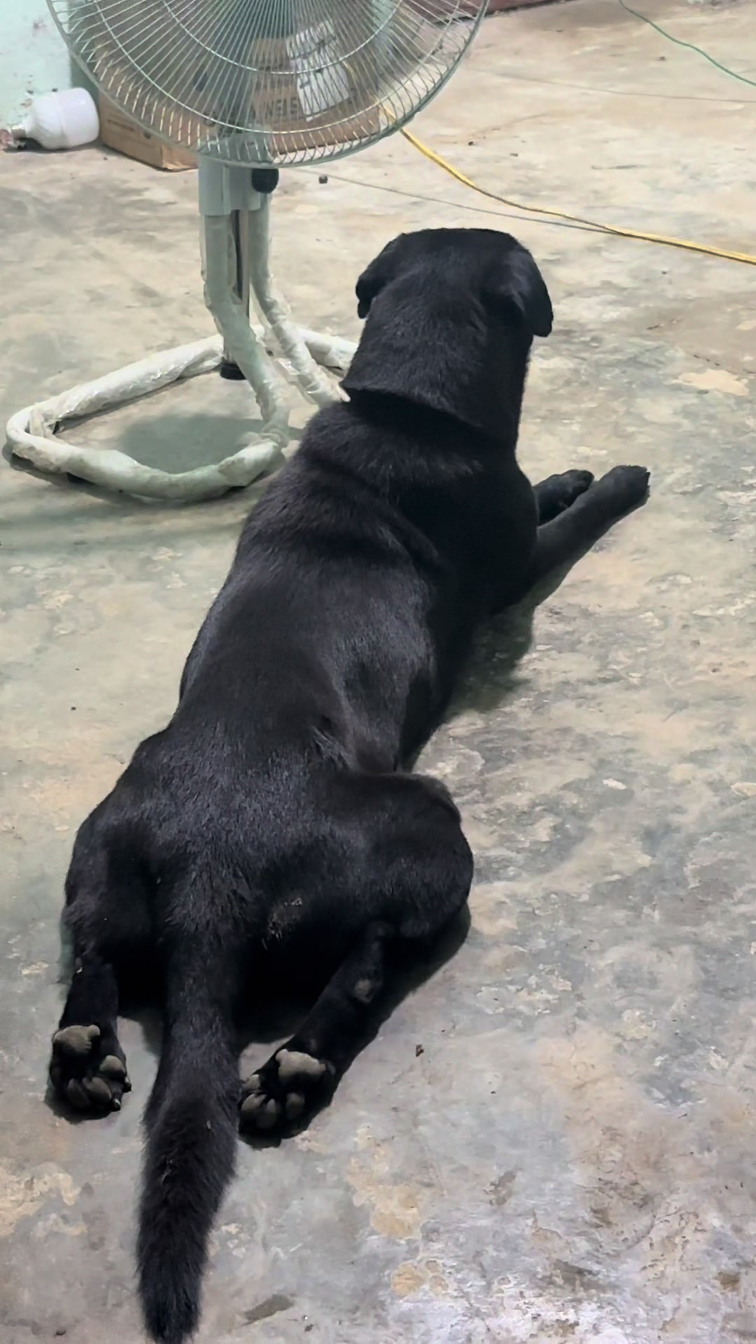 @Khi N&agrave;o Trắng Th&igrave; Đổi T&ecirc;n(Đen)