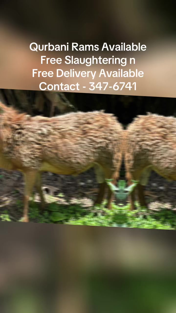 @S.Ali livestock‼️