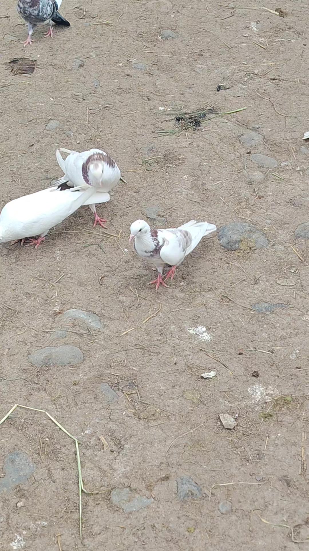 @Göyərçin51
