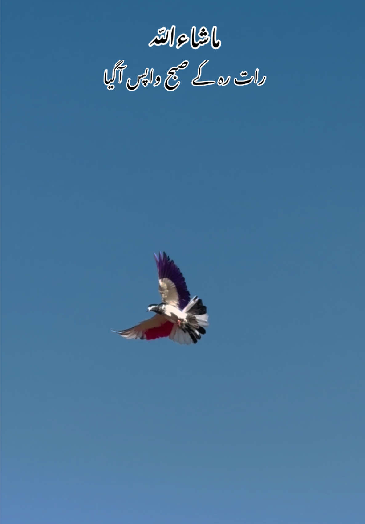 @Dar pigeons club