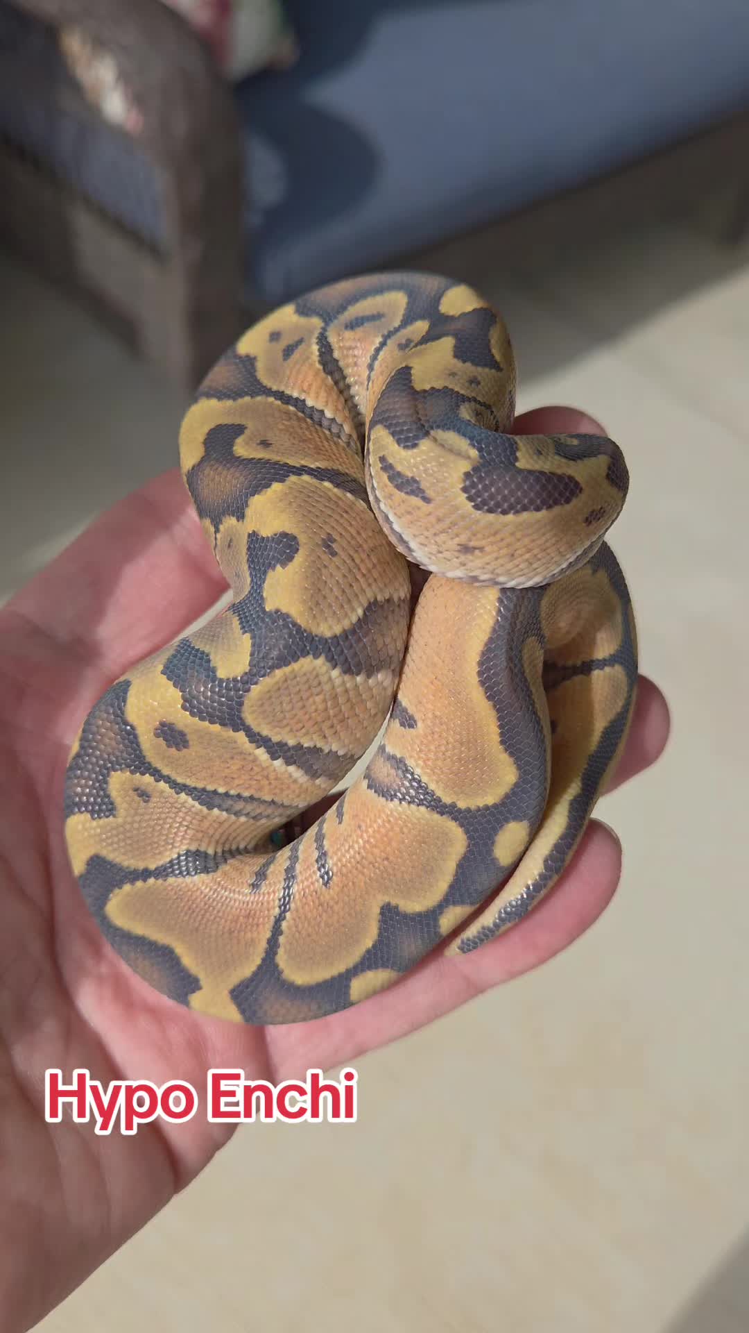 @Rikers Reptiles