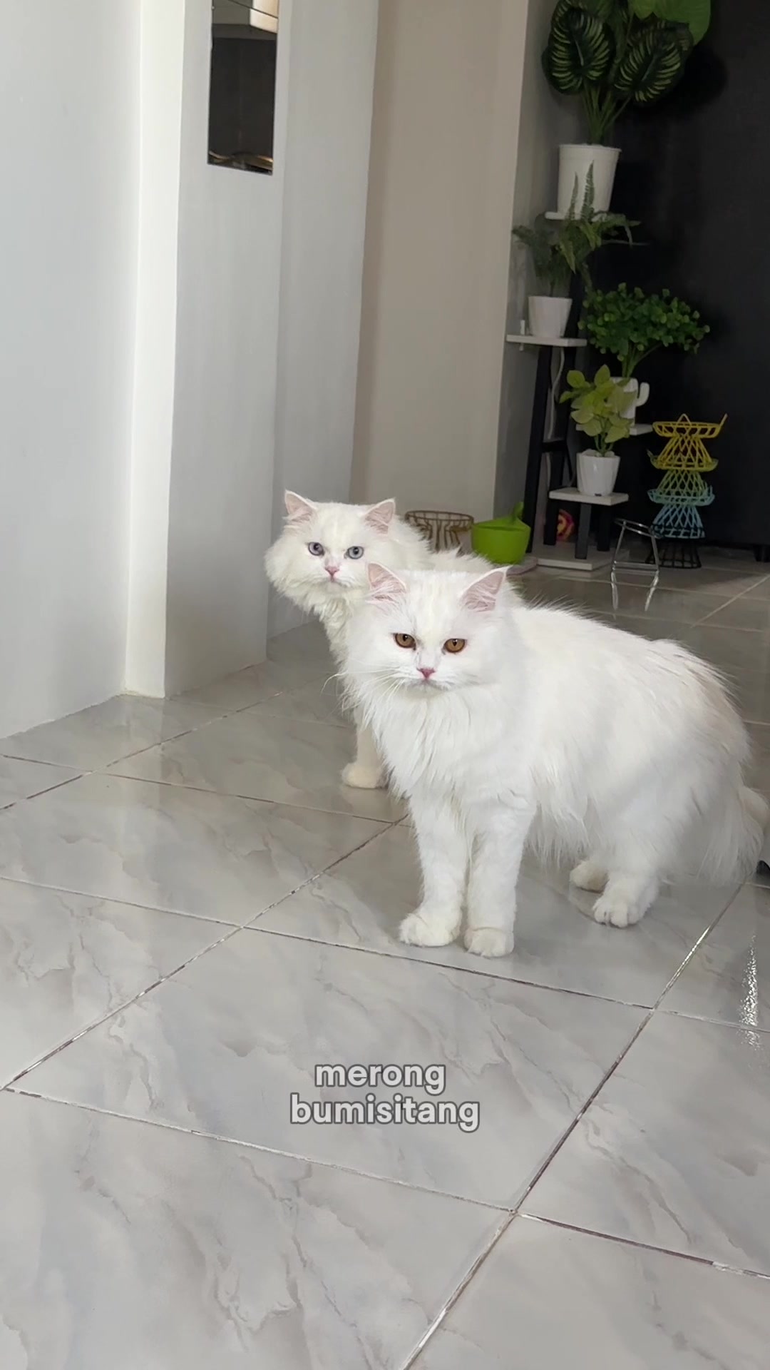 @Chloe & Casper 🐾