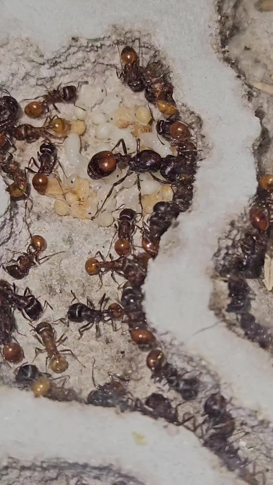 @Aaron's Ants