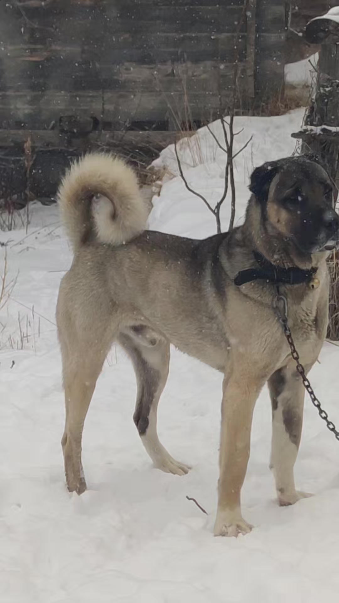 @PALA 25🐺