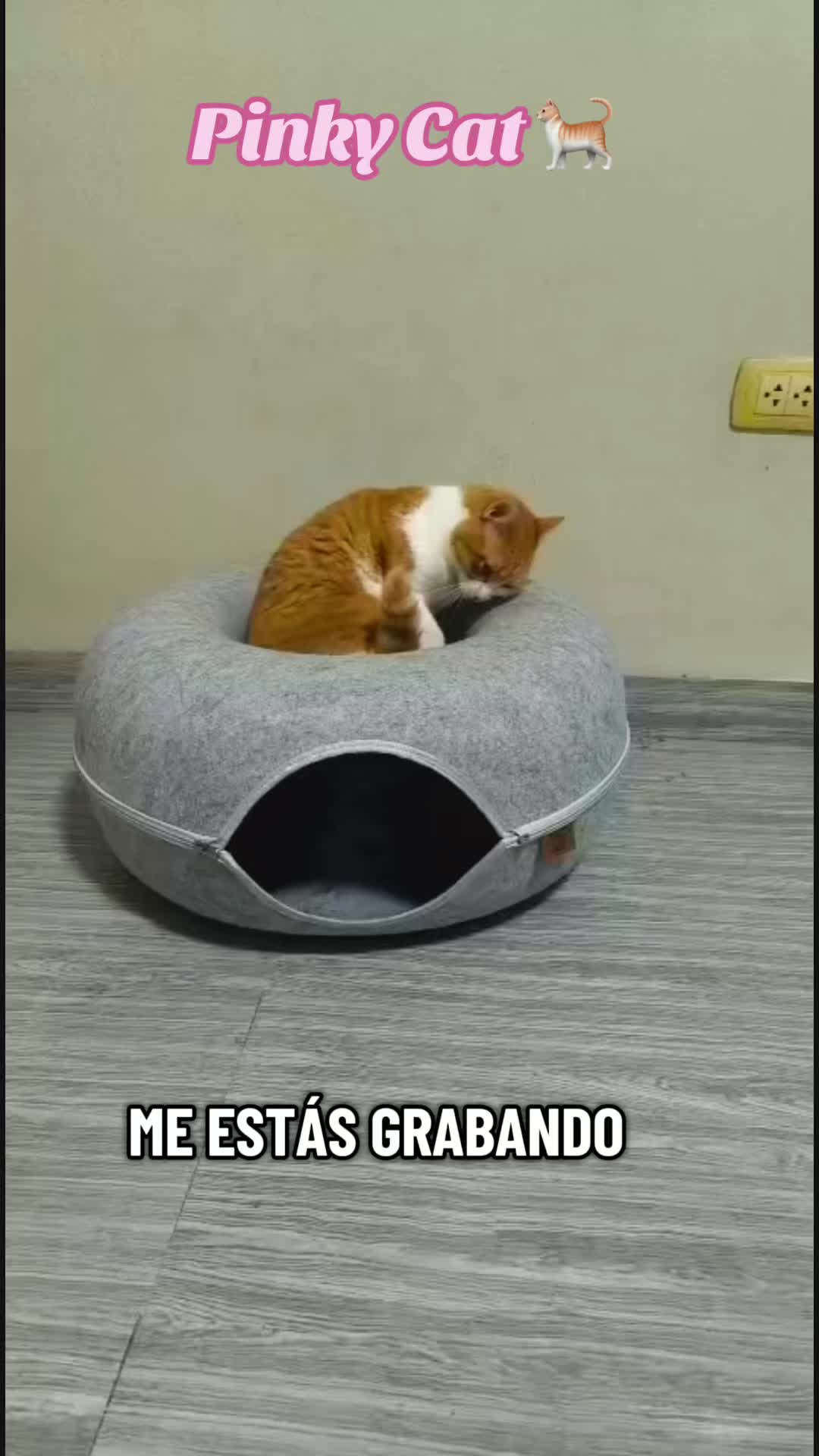 @Pinky😸&Zoe 😸& ApoloCat 😻