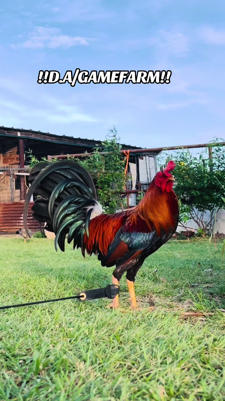 @DAgamefarm