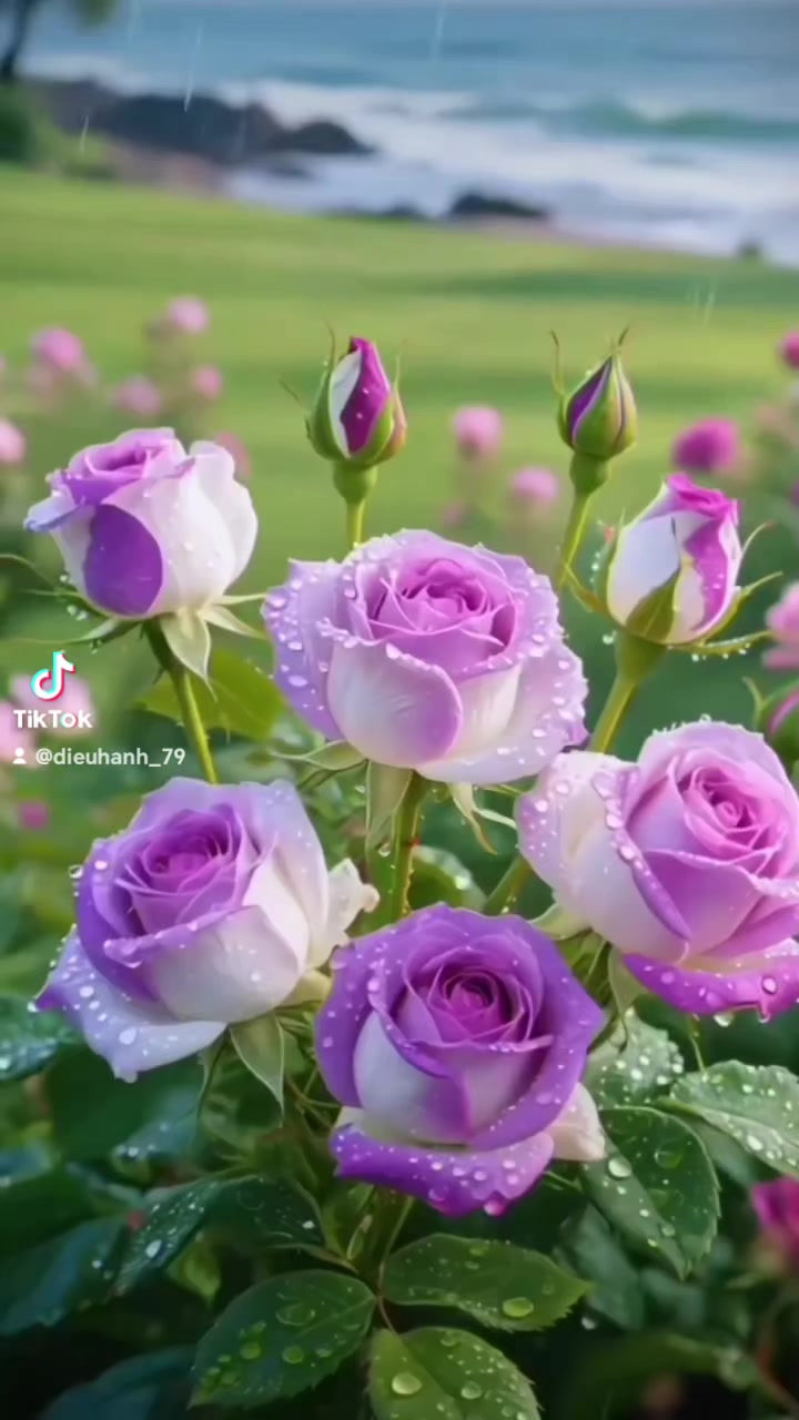 @dieuhanh