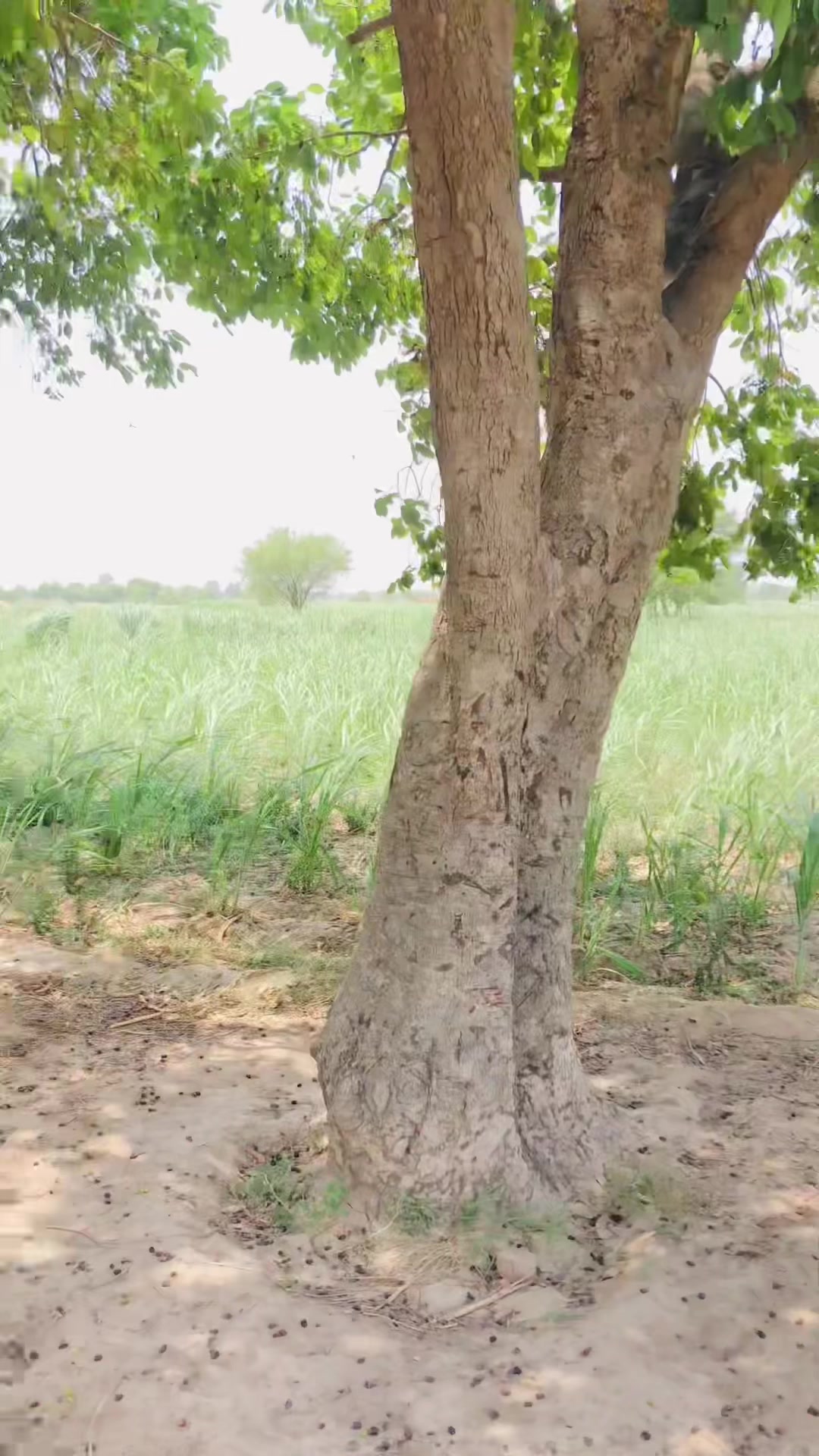@⚜️چودری مہر احمد صاحب⚜️