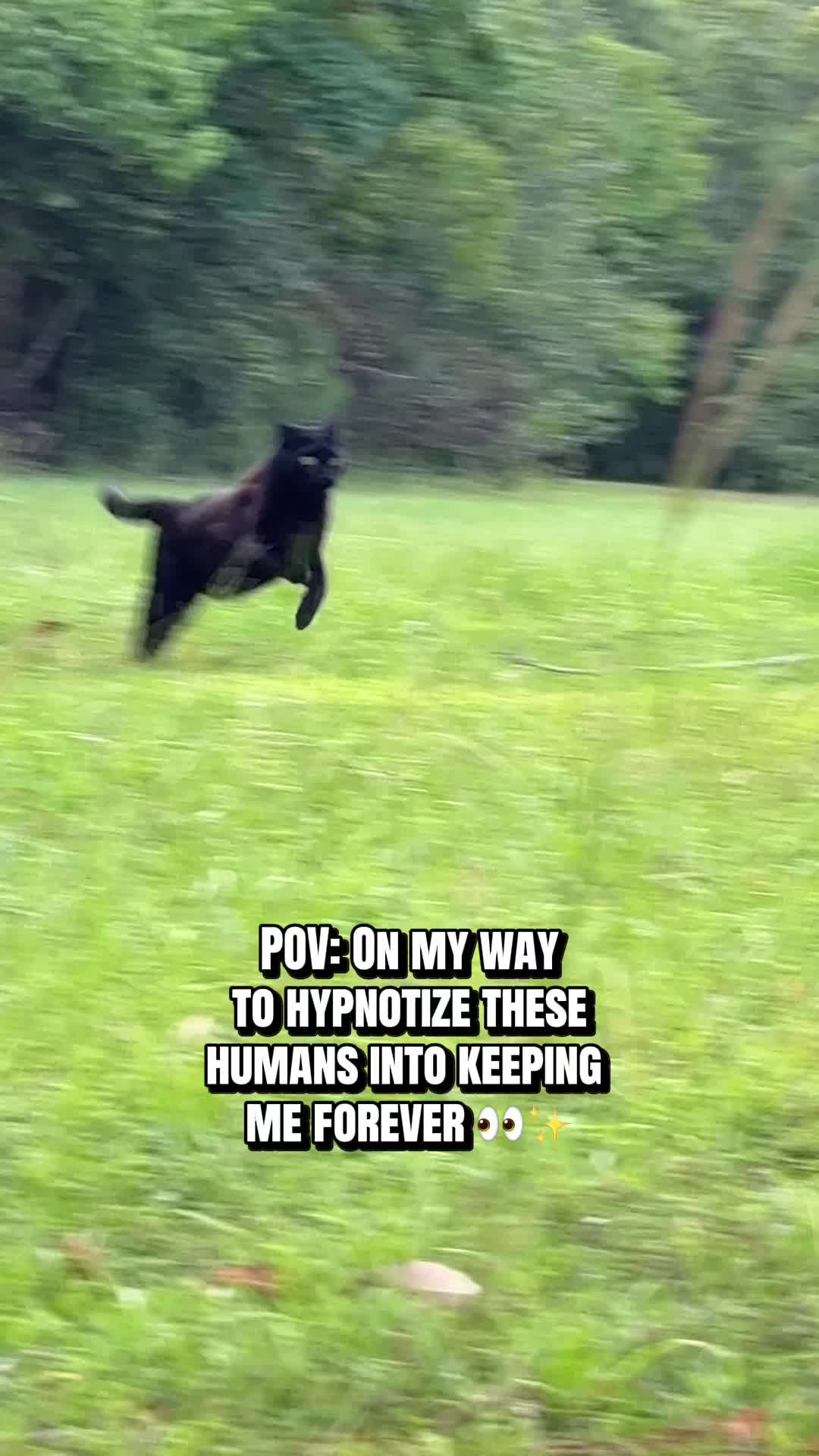 @Shiva The Forest Cat