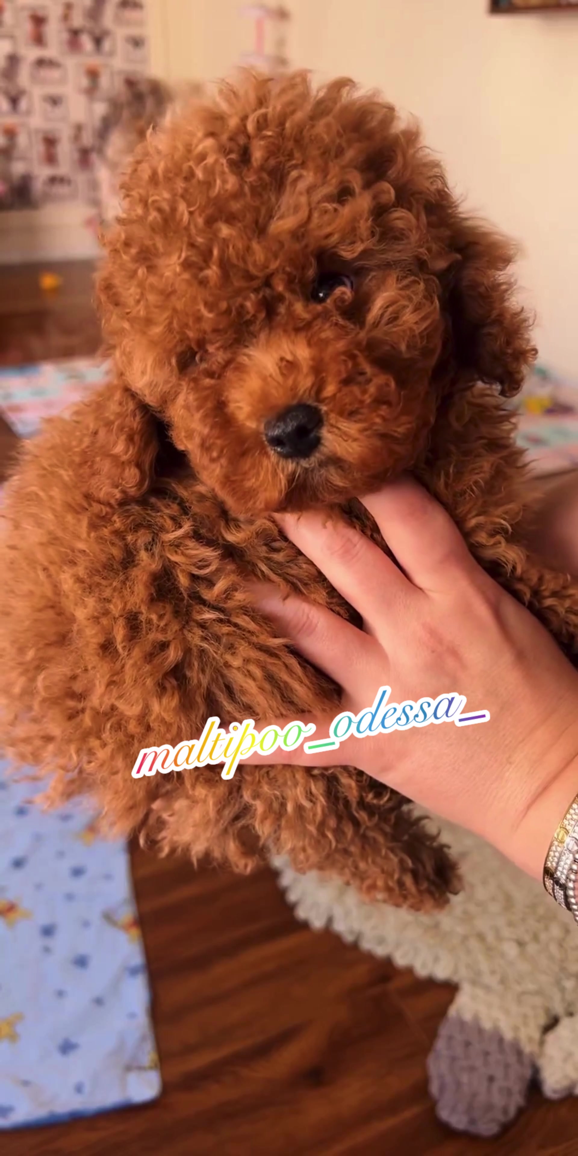 @maltipoo_odessa_