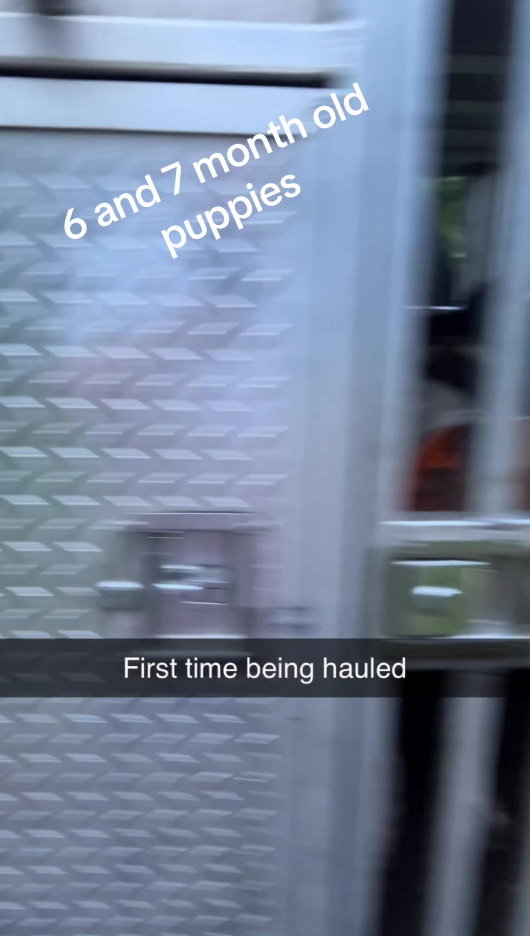 @3DeepKennels