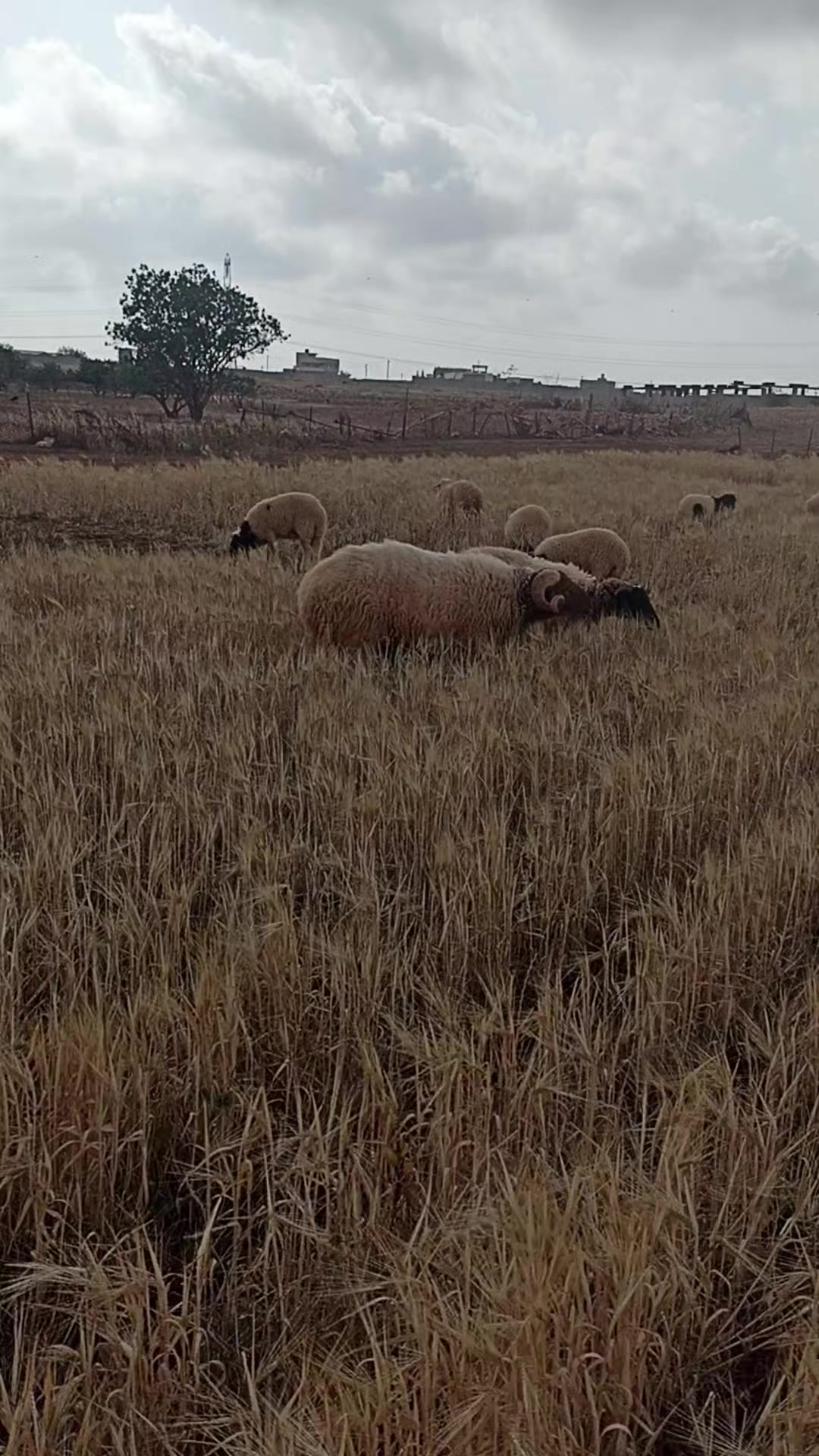 @الزعيم